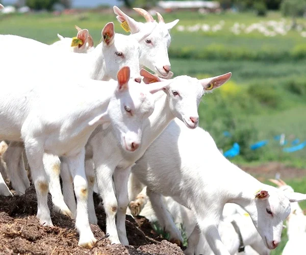 Üretim sırasında bir tepede duran bir grup beyaz keçi.